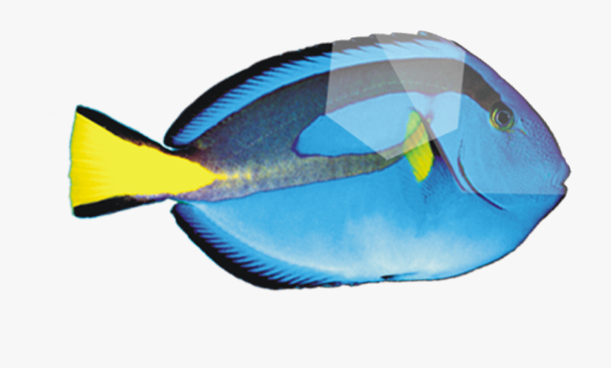 Peces De Mar Cartoon - Deep Sea Fish, HD Png Download, Free Download