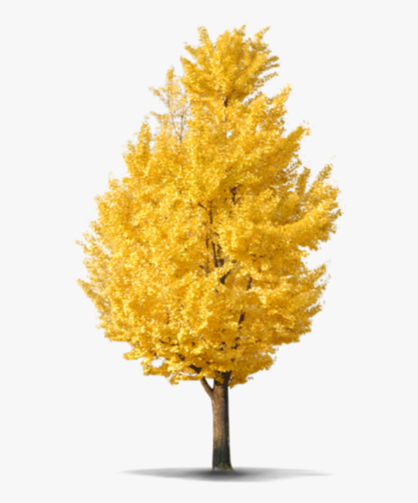 Beautiful Tree Png Icon And Background Transparent - Ginkgo Tree Png, Png Download, Free Download