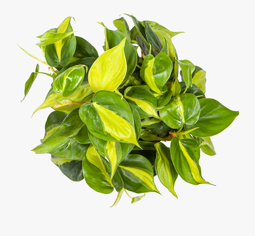 Philodendron Care - Flowerpot, HD Png Download, Free Download