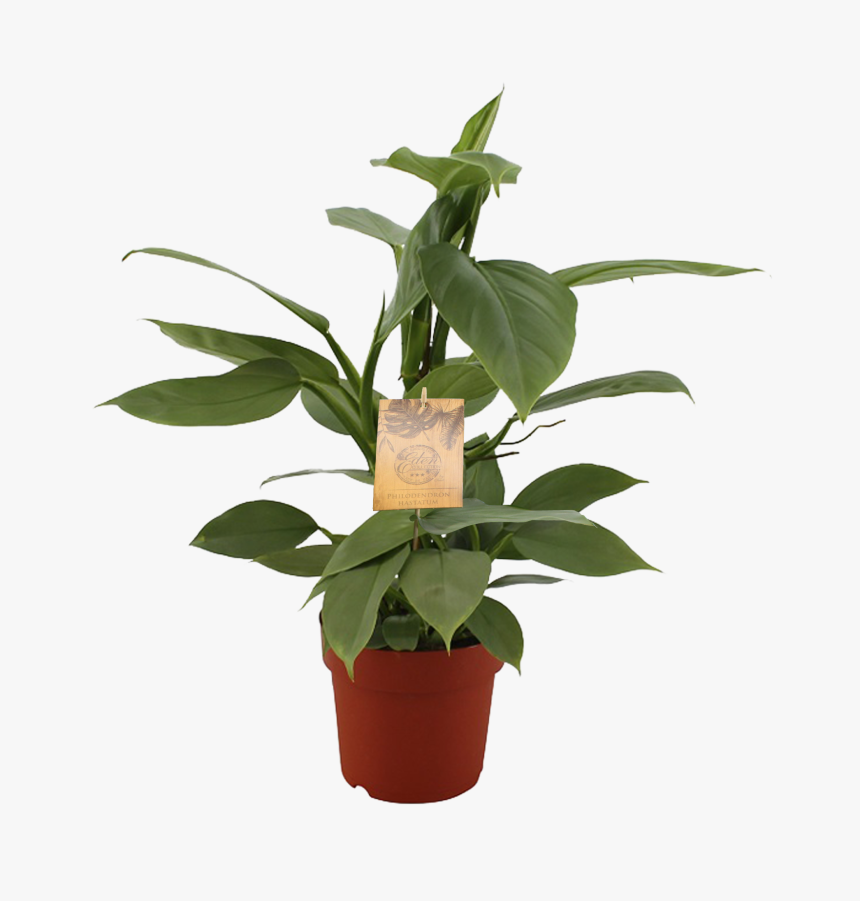 Transparent Philodendron Png - Philodendron, Png Download, Free Download