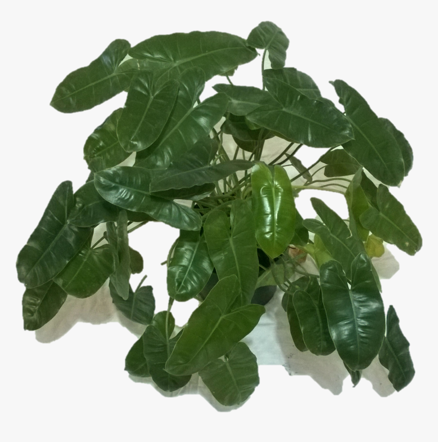 Houseplant , Png Download, Transparent Png, Free Download