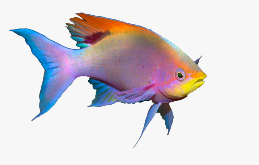 Beautiful Fish, HD Png Download, Free Download