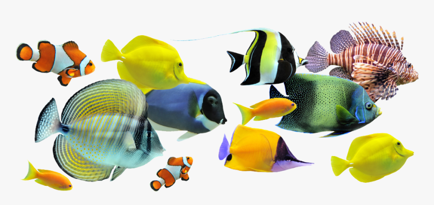 Peces - Group Of Fish White Background, HD Png Download, Free Download