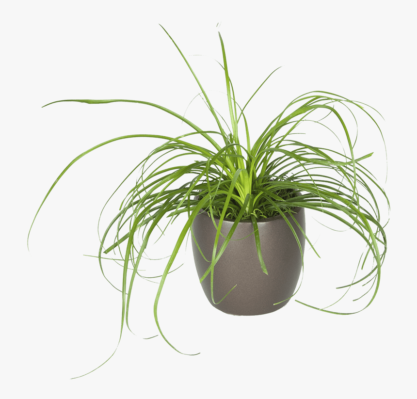 Transparent Philodendron Png - Houseplant, Png Download, Free Download