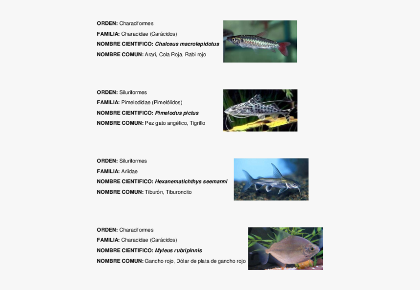 Pictus Catfish, HD Png Download, Free Download