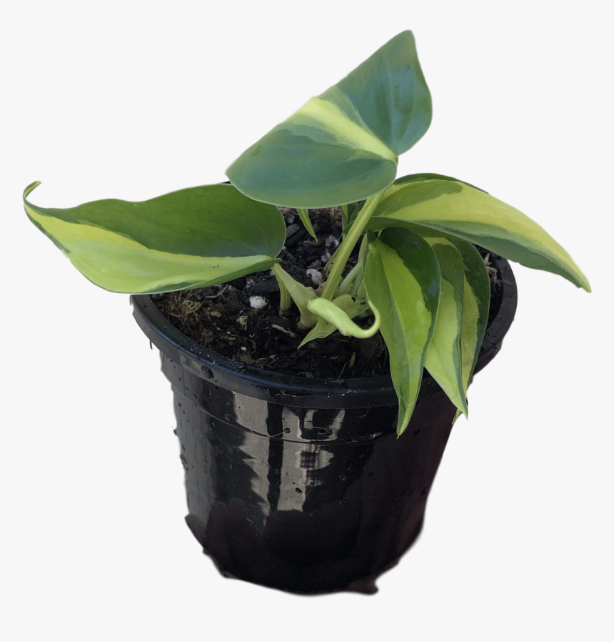 Images - Flowerpot, HD Png Download, Free Download