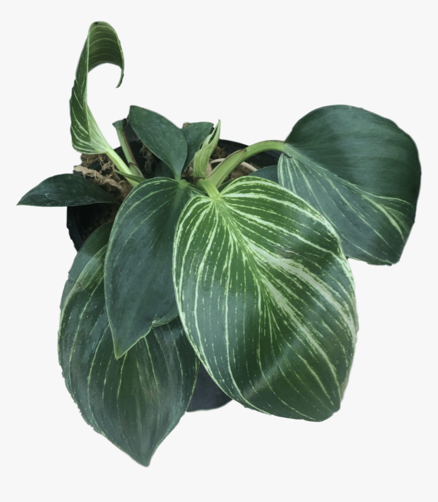 Images - Houseplant, HD Png Download, Free Download
