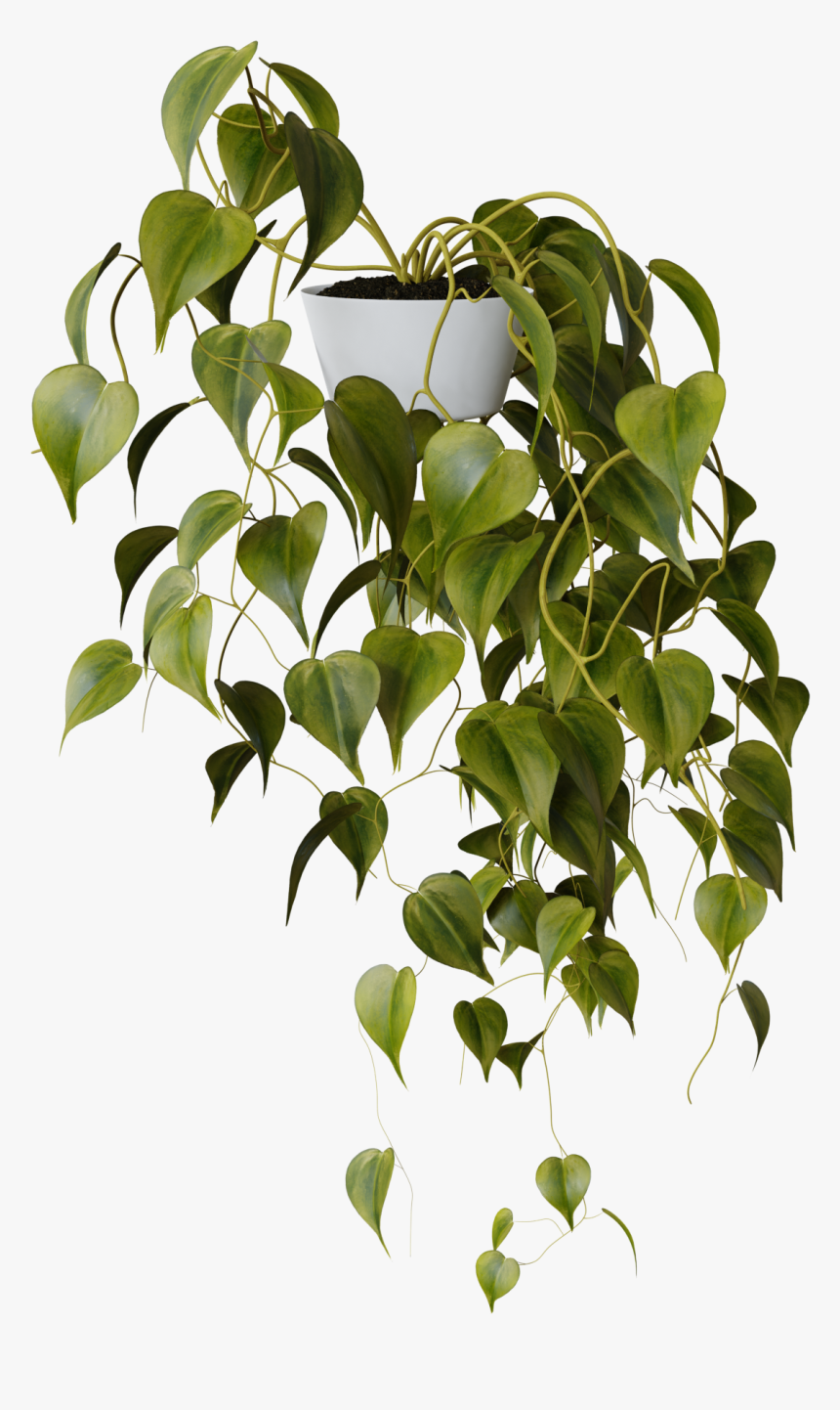 Houseplant, HD Png Download, Free Download