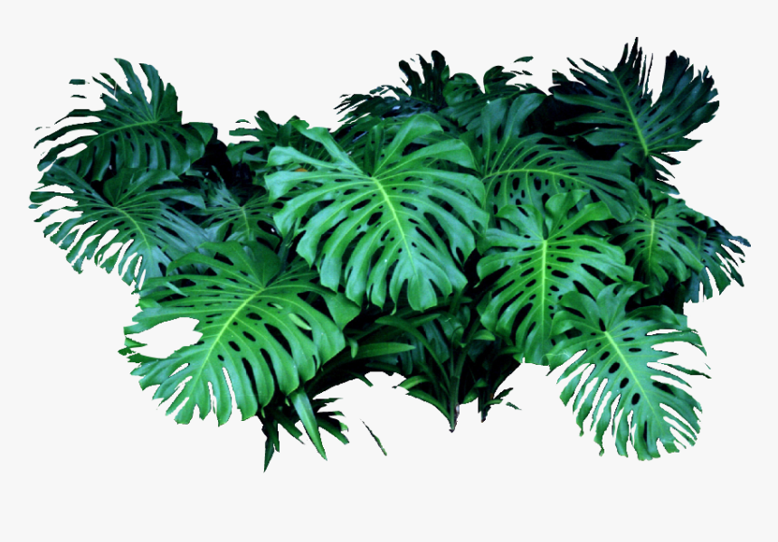 Monstera Deliciosa Png , Transparent Cartoons - Monstera Png, Png Download, Free Download