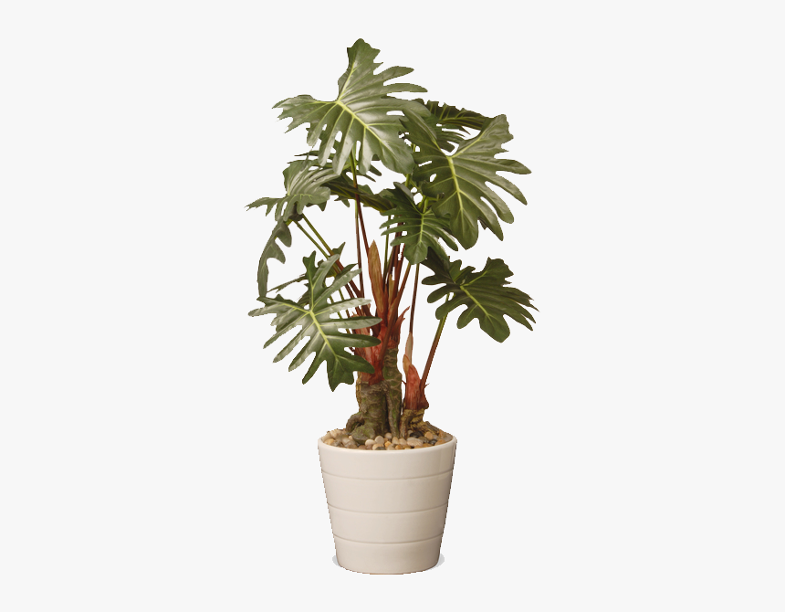 Tree In Pot Png, Transparent Png, Free Download