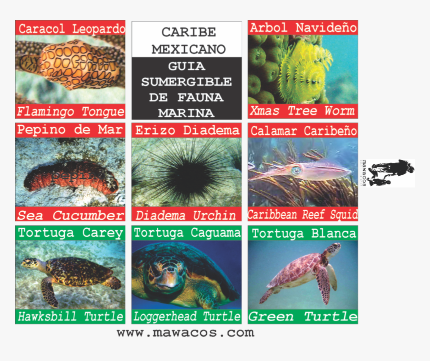 Caguama Png , Png Download - Marine Biology, Transparent Png, Free Download