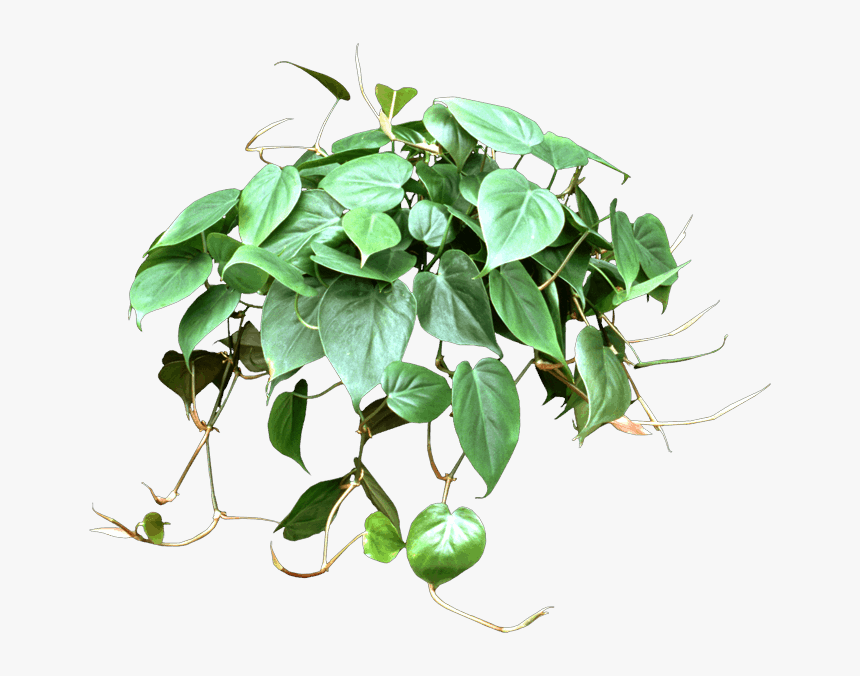 Heart Leaf Philodendron Png, Transparent Png, Free Download
