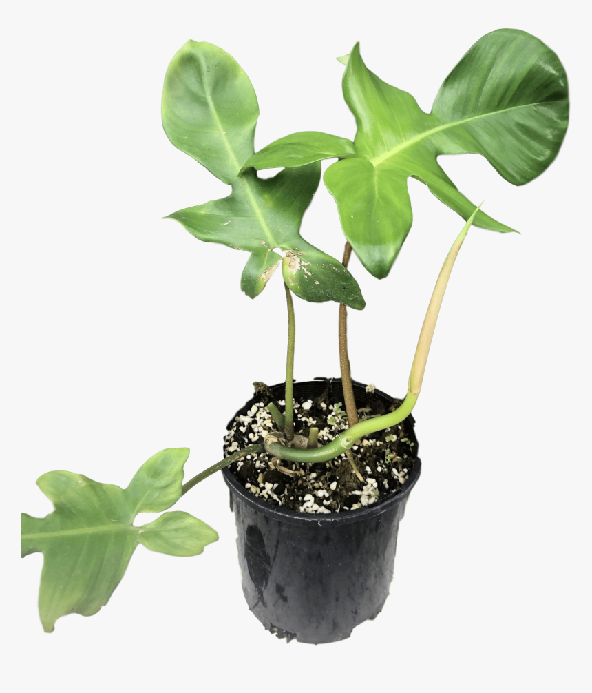 Images - Philodendron Florida, HD Png Download, Free Download