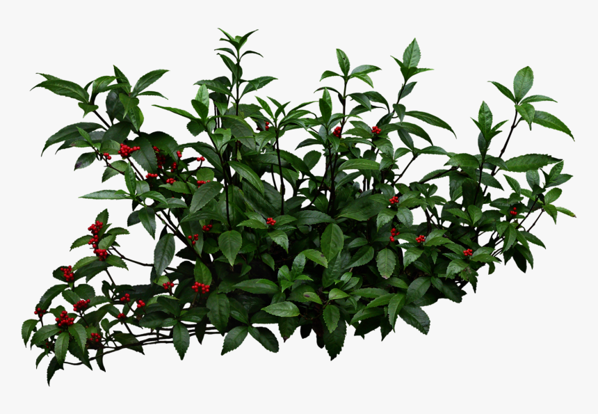 Clipart Wallpaper Blink - Bushes Png, Transparent Png, Free Download