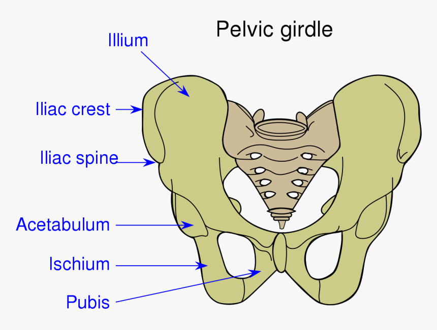 Acetabulum, HD Png Download, Free Download