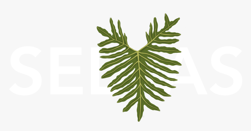 Fern, HD Png Download, Free Download