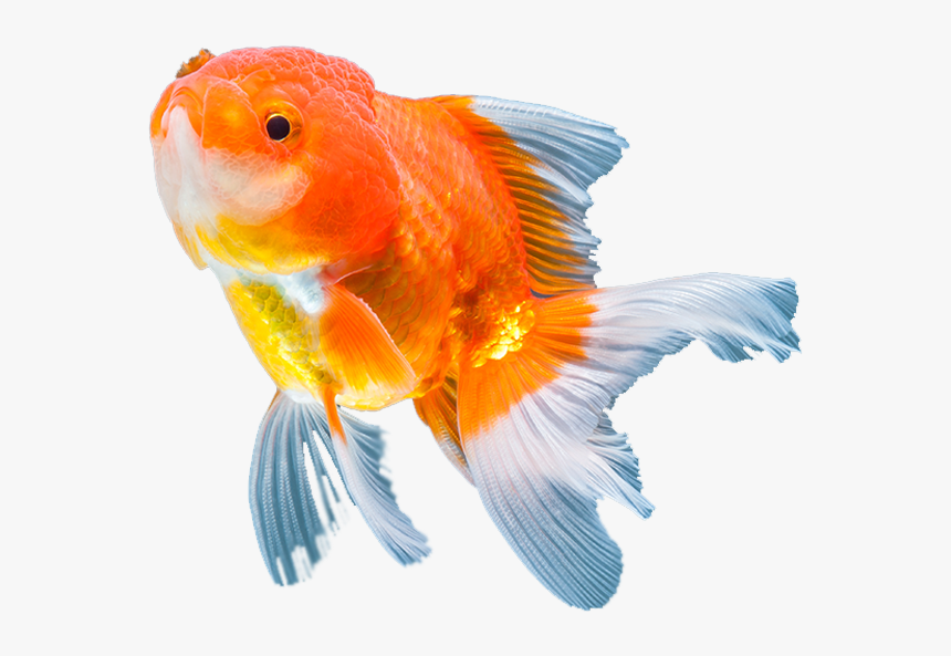 Sunny Articulos Para Mascota Seccion Pez - Goldfish, HD Png Download, Free Download