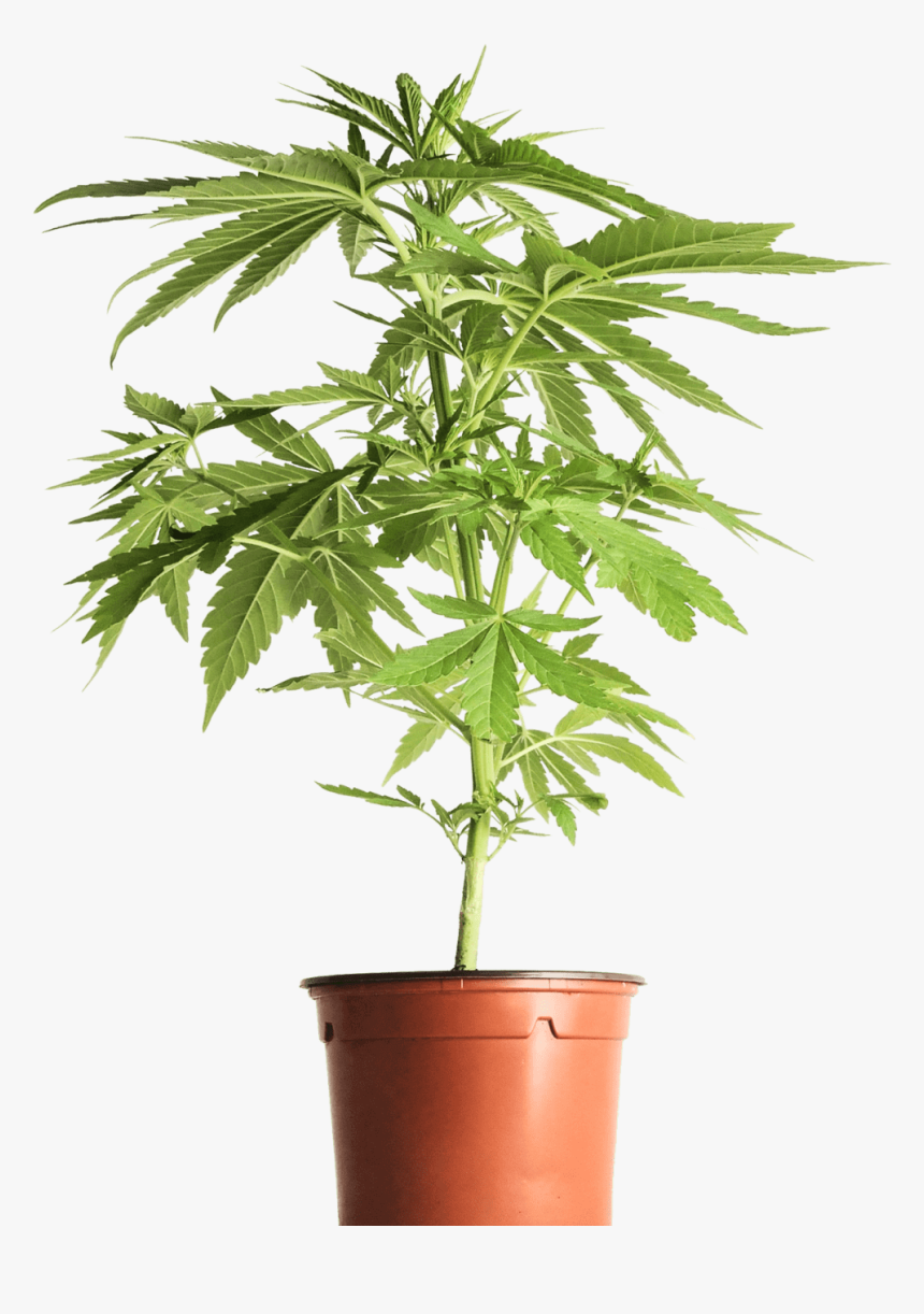 Weed Bud Png, Transparent Png, Free Download