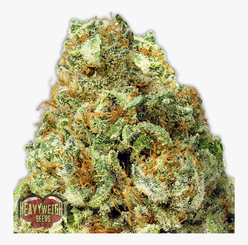 Og Chem Phat Panda, HD Png Download, Free Download