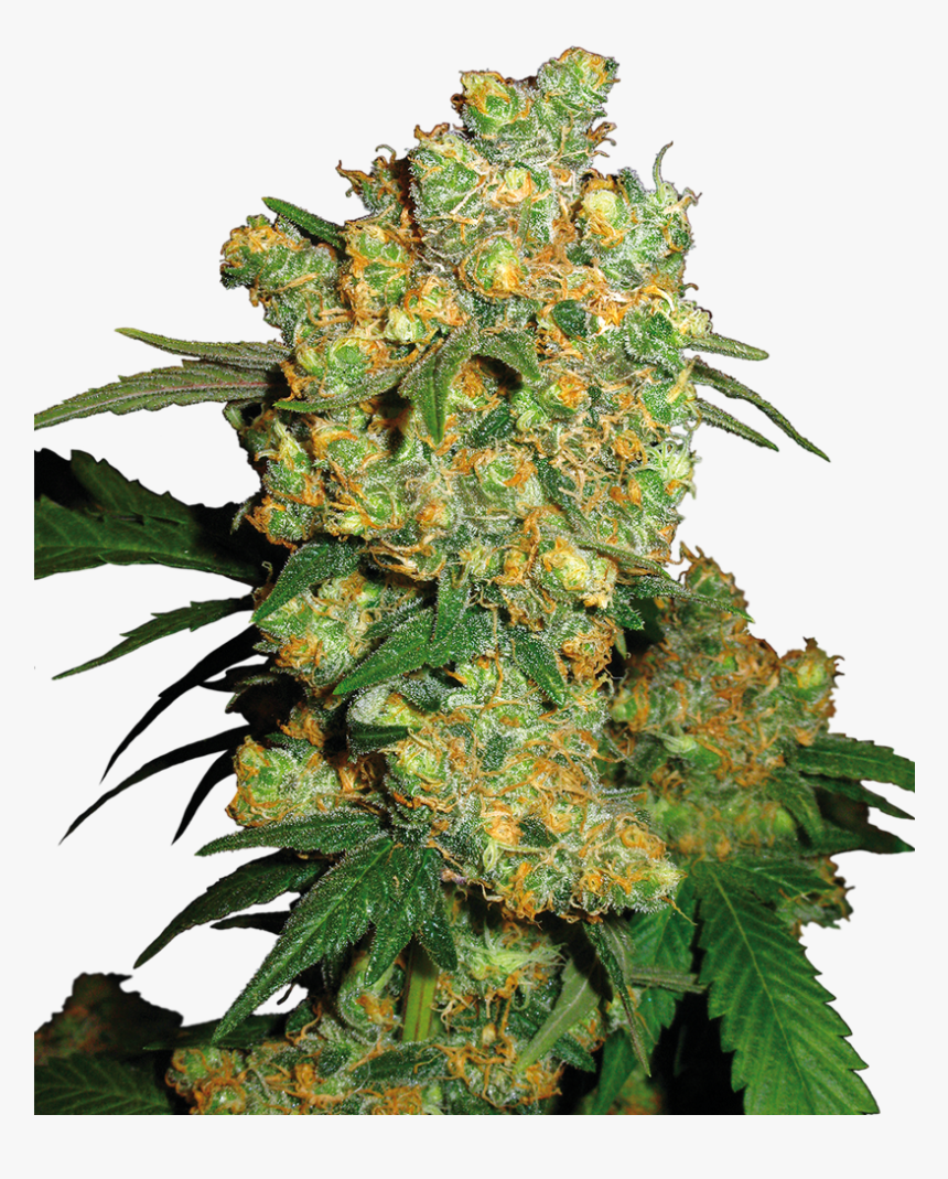 Big Bud Sensi Seeds, HD Png Download, Free Download