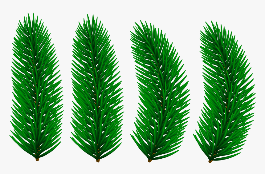 Pine Branches Transparent Clip Art Image, HD Png Download, Free Download