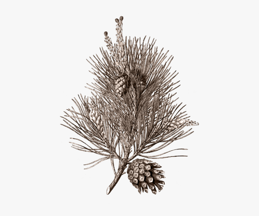 Null - Pinus Sylvestris, HD Png Download, Free Download
