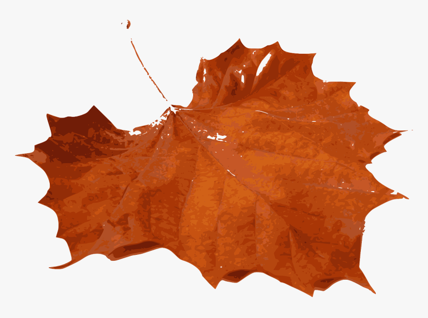 Tree,leaf,maple Leaf - Orange Maple Leaf Png, Transparent Png, Free Download