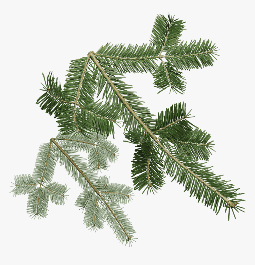 Pacific Silver Fir Png, Transparent Png, Free Download