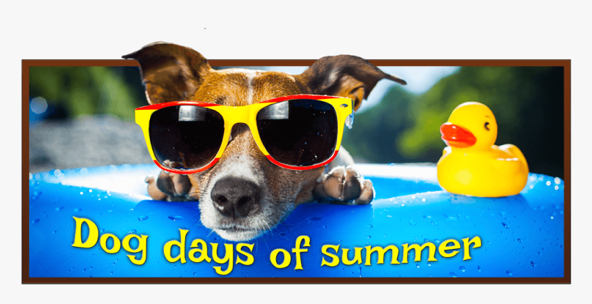 Transparent Cool Dog Png - Summer Animals, Png Download, Free Download