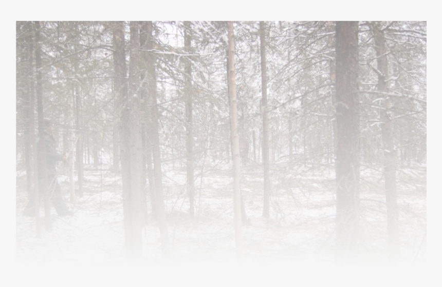 Ground Fog Png -the Foundation And Insulation For Spruce - Spruce-fir Forest, Transparent Png, Free Download