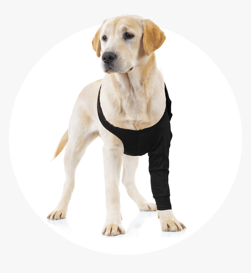 Dog Recovery Sleeve, HD Png Download, Free Download