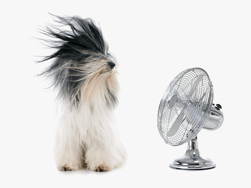 Dog And A Fan, HD Png Download, Free Download