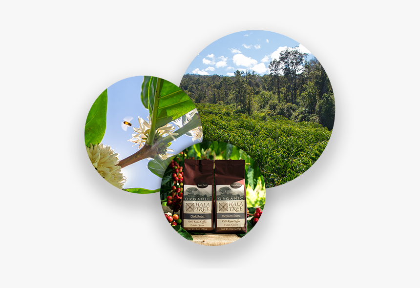 Hala Tree Coffee Farm Organic Kona Coffee - Tree, HD Png Download, Free Download