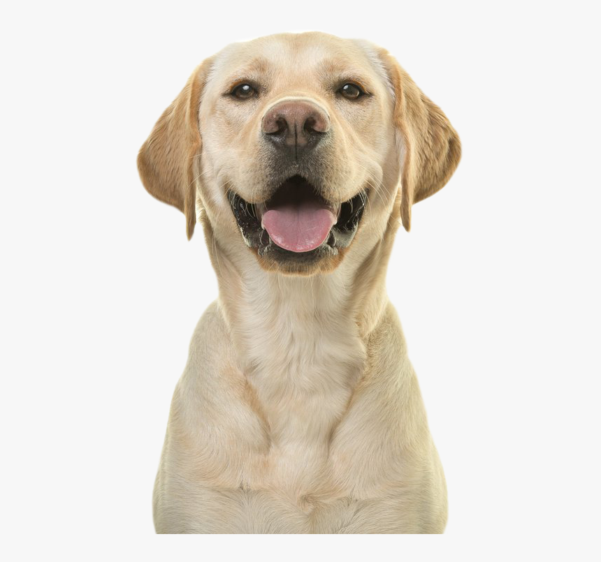 Adopt A Shelter Dog Month 2019, HD Png Download, Free Download