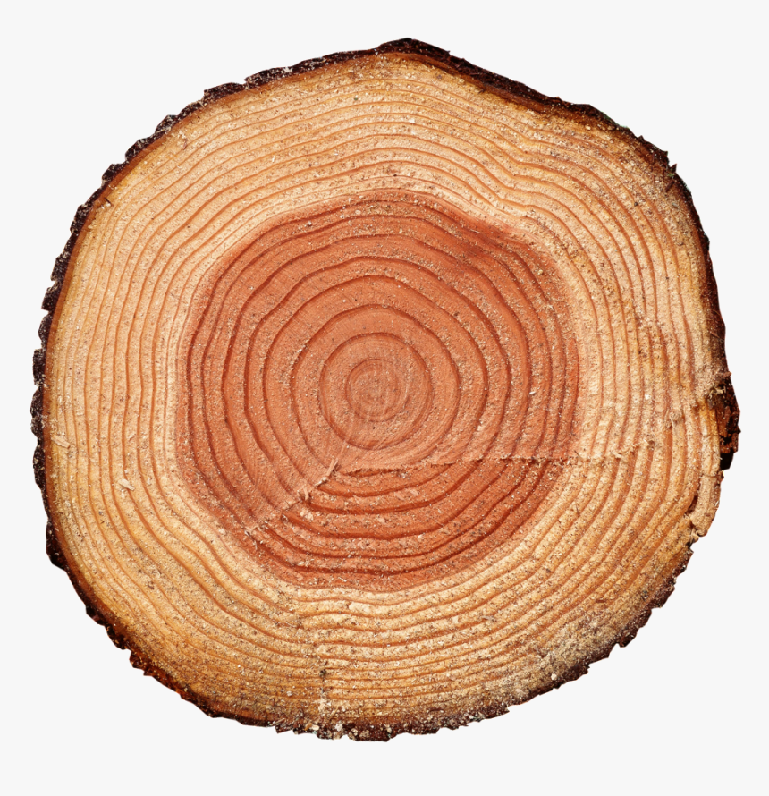 Tree Rings Png , Png Download - Transparent Tree Stump Background, Png Download, Free Download