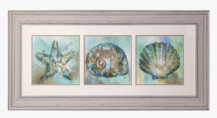 Starfish, Shell, Scallop Framed Art Print - Still Life, HD Png Download, Free Download