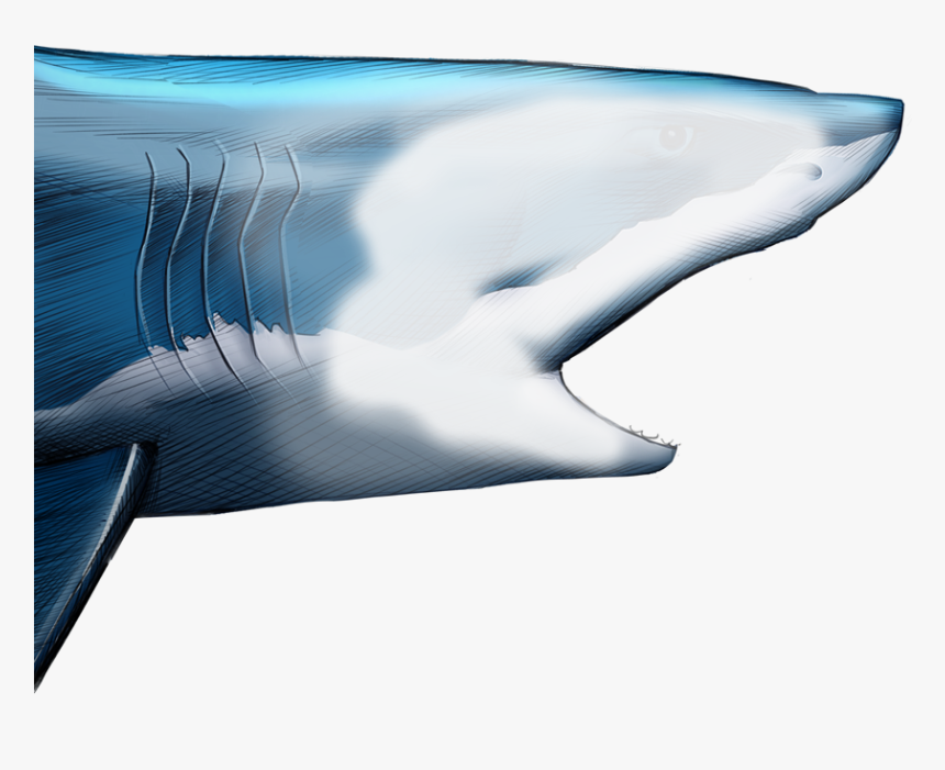 Shark Mouth Open Png - Beluga Whale, Transparent Png, Free Download
