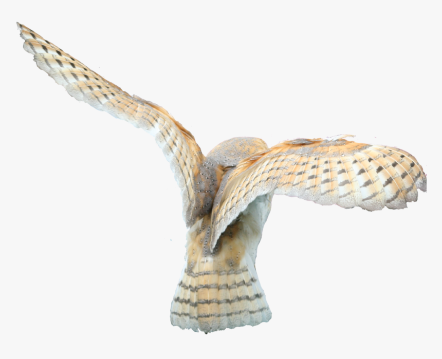 Download Barn Owl Png Clipart - Barn Owls Png, Transparent Png, Free Download