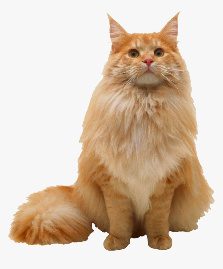 Maine Coon Persian Cat Ragdoll , Png Download - Orange Norwegian Forest Cat Maine Coon, Transparent Png, Free Download