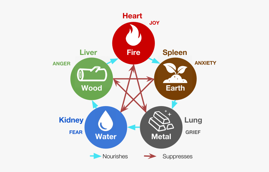 The Five Phases In Tcm With Zang-fu Organs And Emotions - Five Phases Tcm, HD Png Download, Free Download