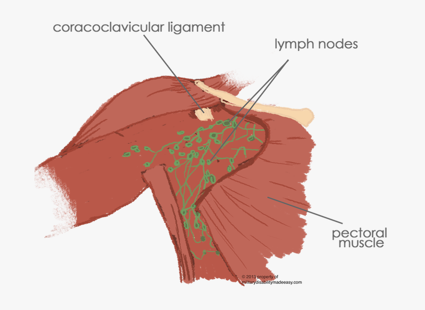 Diagram, HD Png Download, Free Download