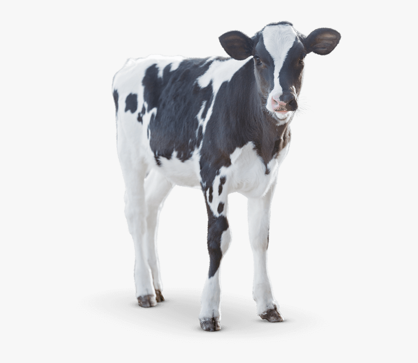 Calf Angus Cattle Milk Dairy Cattle - Calf Dairy Png, Transparent Png, Free Download