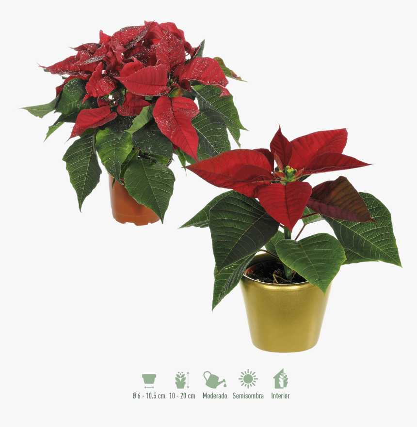 Planta Navidad Png, Transparent Png, Free Download