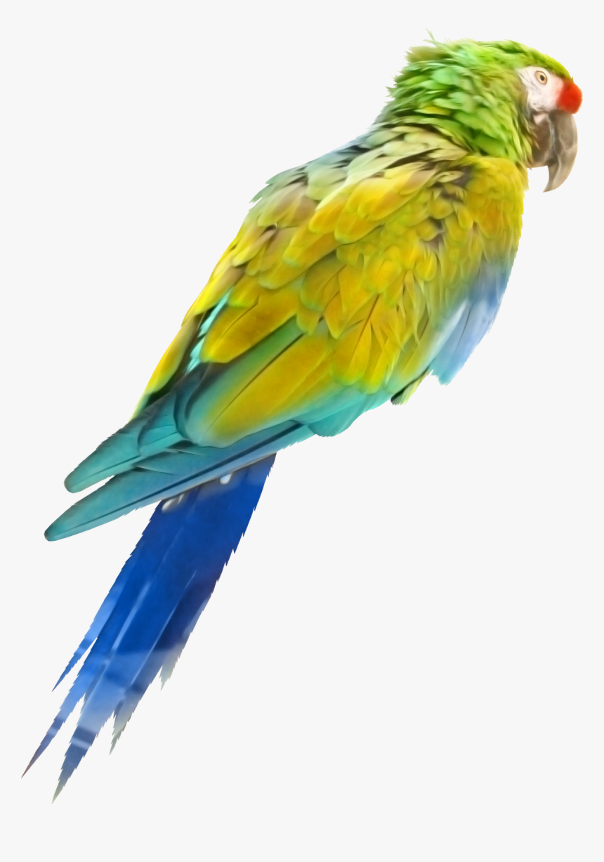 Ave De Colores Png, Transparent Png, Free Download