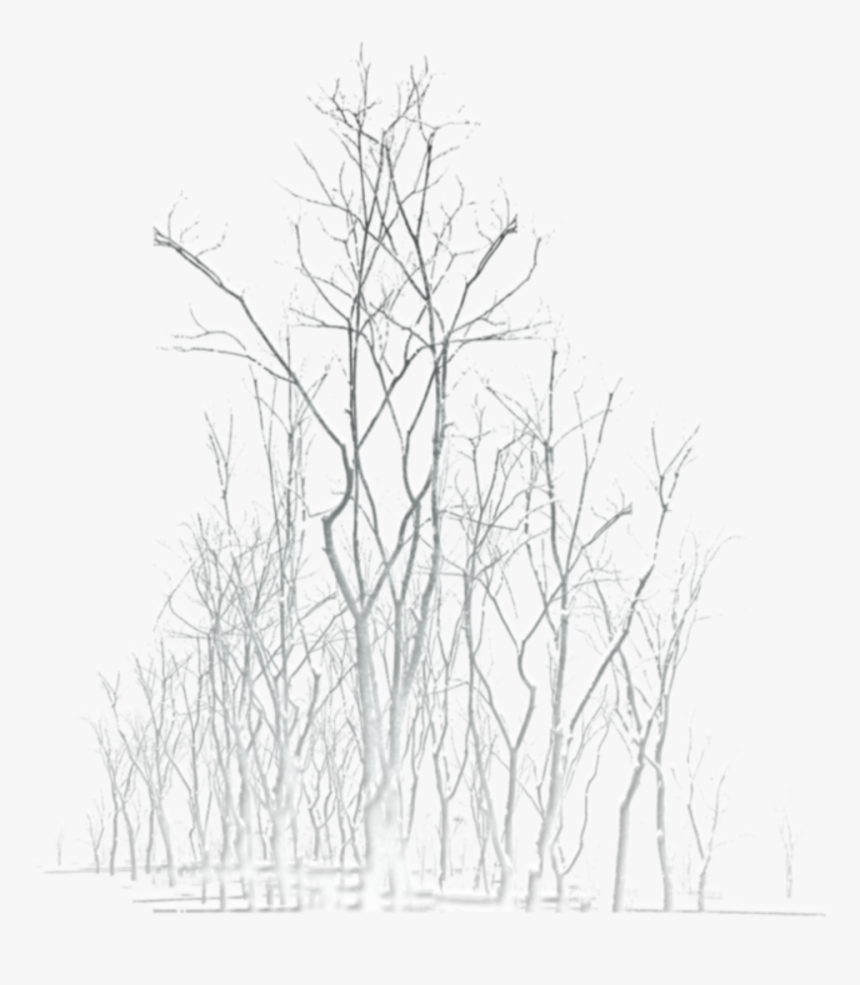 #ftestickers #winter #landscape #trees #luminous #white - Birch, HD Png Download, Free Download