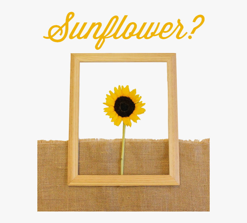 Transparent Sunflower Frame Png - Picture Frame, Png Download, Free Download