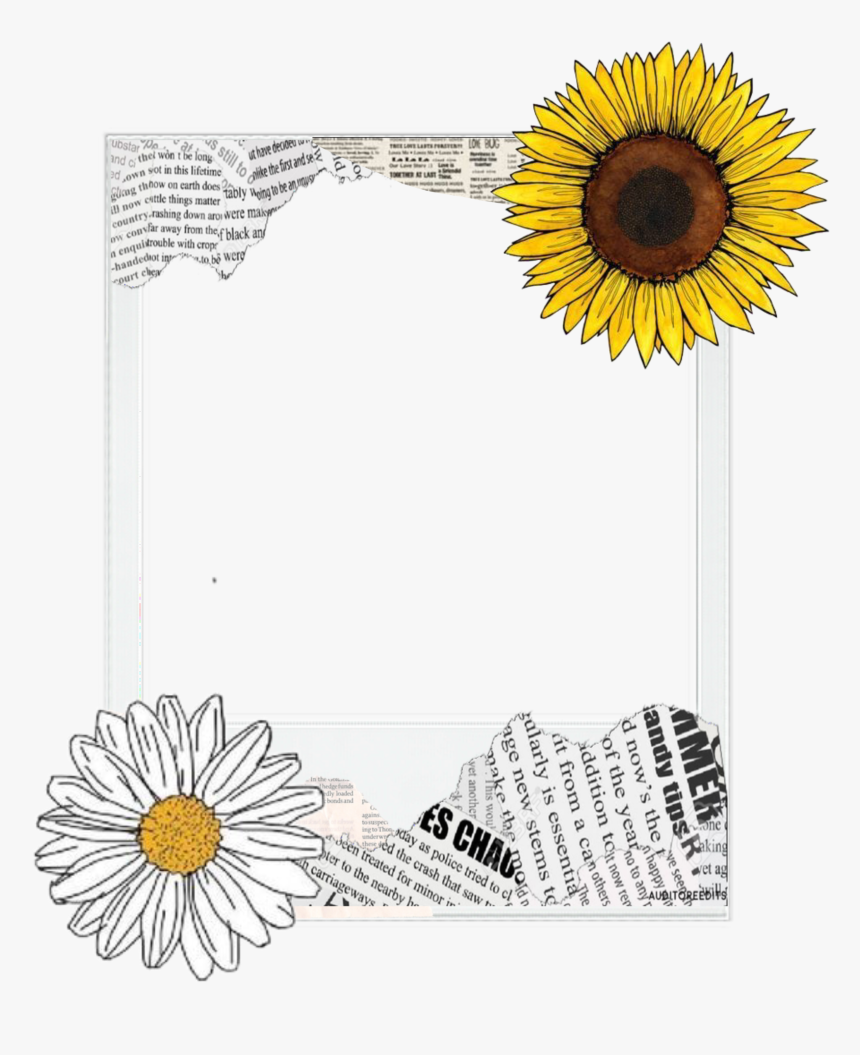 #frame #polaroidframe #sunflower #flower #newspaper - Sunflower, HD Png ...