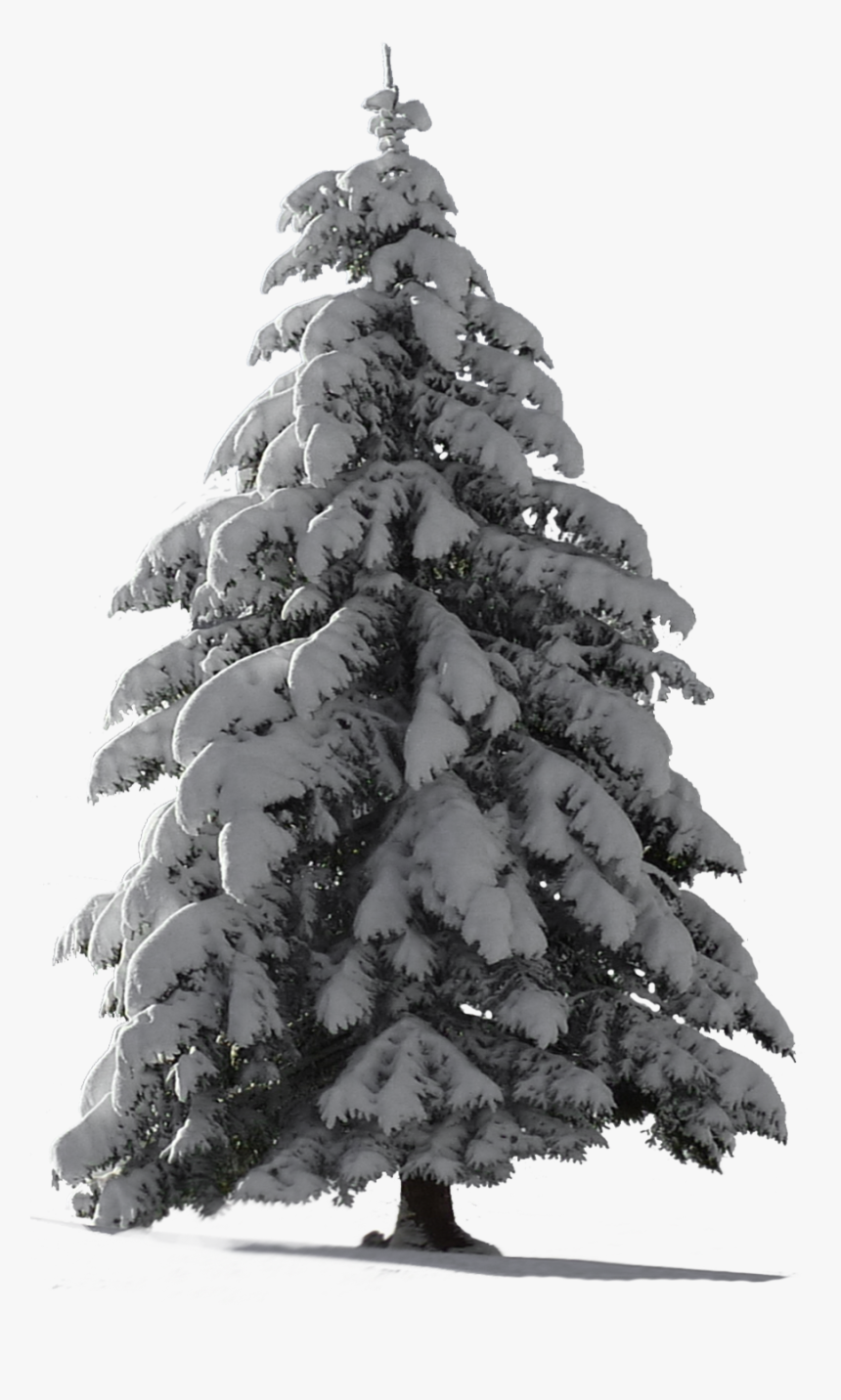 Snowy Pine Tree Png, Transparent Png, Free Download