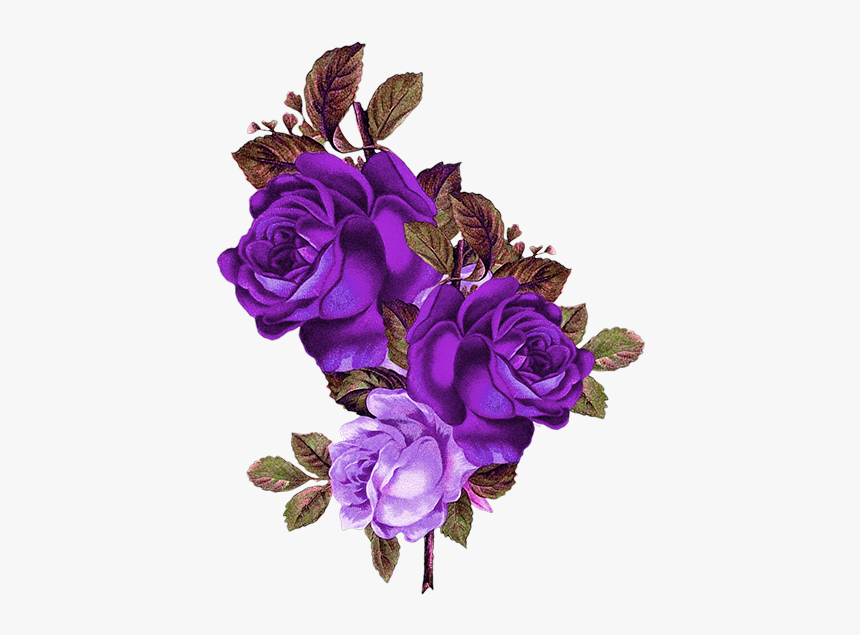 Purple Rose Png - Transparent Background Purple Roses Png, Png Download, Free Download