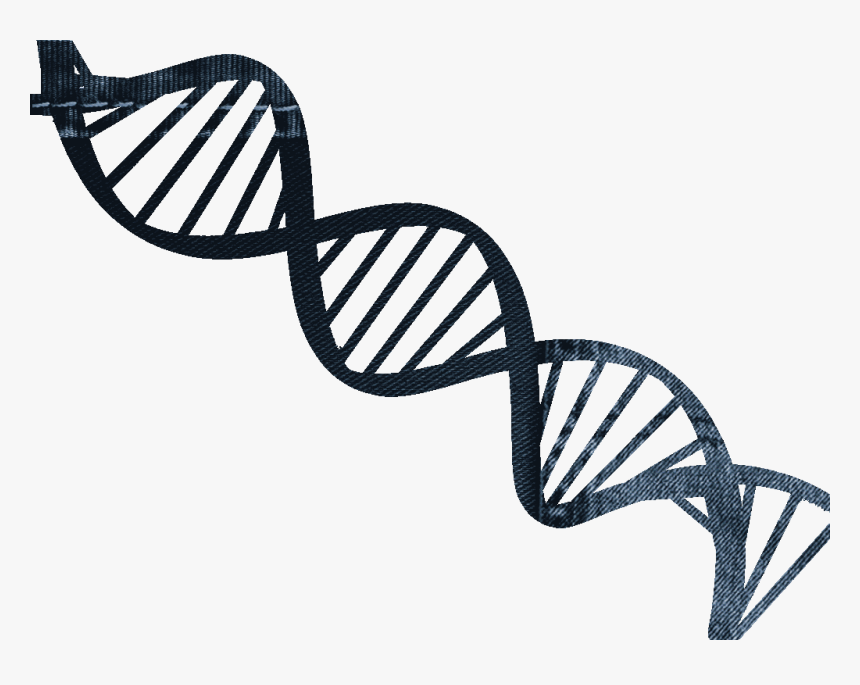 Dna For Our Jeans Jeanified - Double Helix, HD Png Download, Free Download